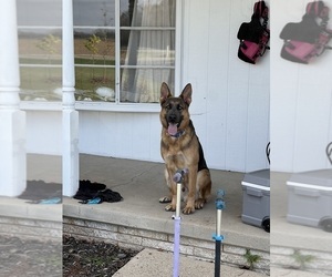 Father of the German Shepherd Dog puppies born on 07/06/2026