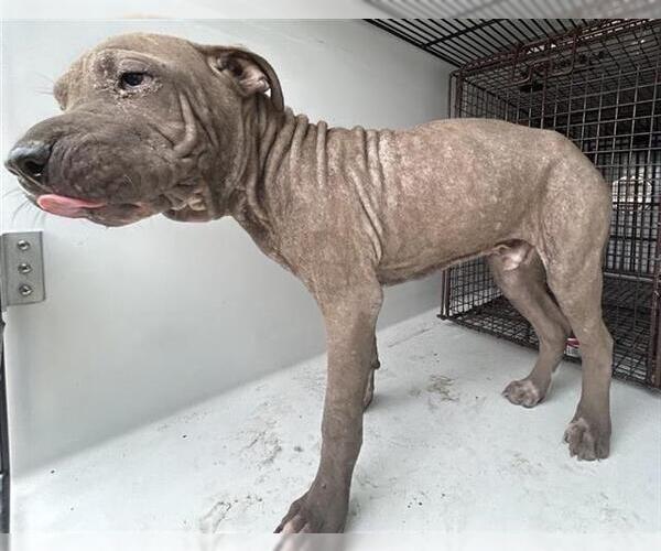 Medium Photo #1 Presa Canario-Unknown Mix Puppy For Sale in Houston, TX, USA