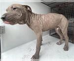 A663122 - Male Presa Canario-Unknown Mix Dog for Adoption - Small photo