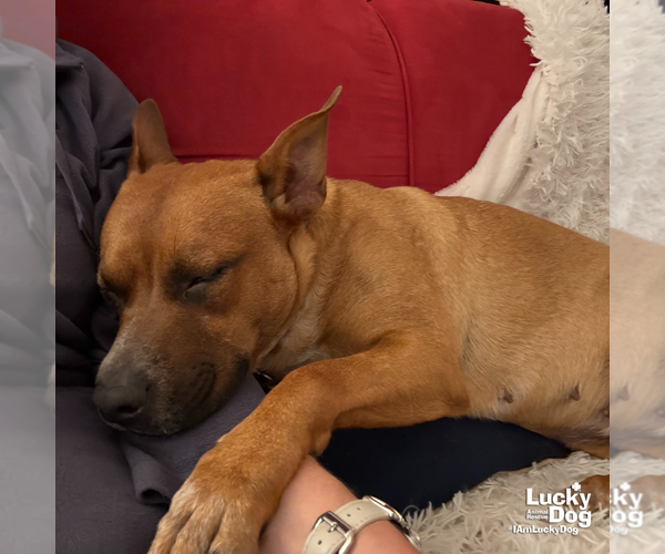 Medium Photo #8 Retriever -Unknown Mix Puppy For Sale in Washington, DC, USA