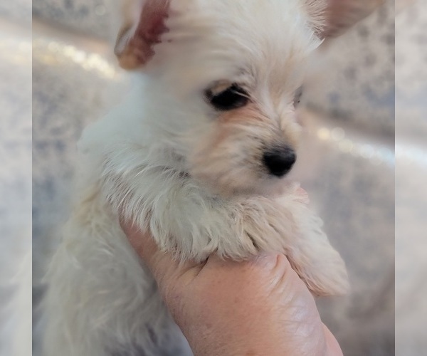 Full screen Photo #3 Pomeranian-Yoranian Mix Puppy For Sale in HUDDLESTON, VA, USA