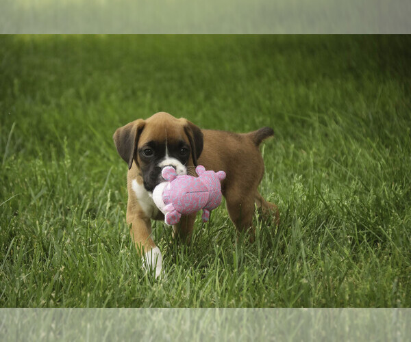 Medium Photo #8 Boxer Puppy For Sale in SHIPSHEWANA, IN, USA