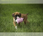 Small #7 Boxer