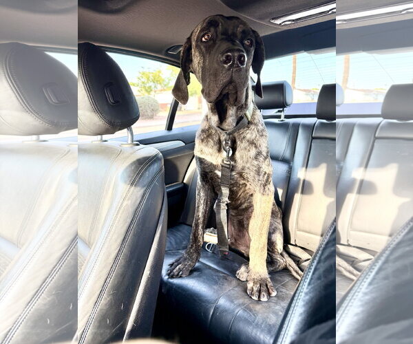 Medium Photo #7 Mutt Puppy For Sale in Goodyear, AZ, USA