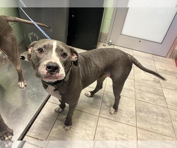 Medium Photo #1 American Staffordshire Terrier-Unknown Mix Puppy For Sale in Grand Prairie, TX, USA