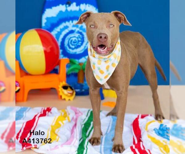 Medium Photo #2 American Pit Bull Terrier-Unknown Mix Puppy For Sale in Conroe, TX, USA