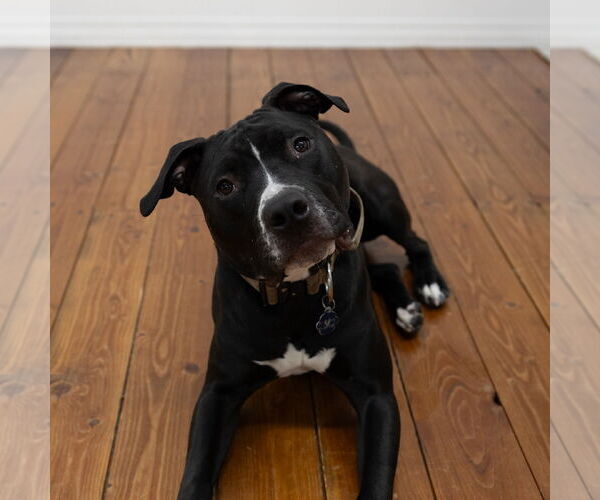 Medium Photo #4 American Pit Bull Terrier Puppy For Sale in Fargo, ND, USA