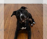Small #3 American Pit Bull Terrier