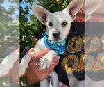 Small #1 Chihuahua Mix