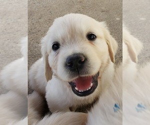 Golden Retriever Puppy for sale in NEWVILLE, PA, USA