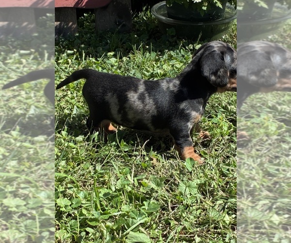 Medium Photo #6 Dachshund Puppy For Sale in SOUTHINGTON, OH, USA
