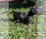 Small #5 Dachshund