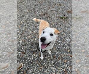Chinese Shar-Pei-Unknown Mix Dogs for adoption in Palmetto, FL, USA