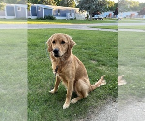 Golden Retriever Puppy for sale in BELMONT, MI, USA