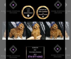 Poodle (Toy) Puppy for sale in WARSAW, IN, USA