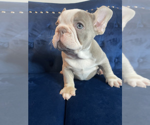 French Bulldog Puppy for sale in DENVER, CO, USA