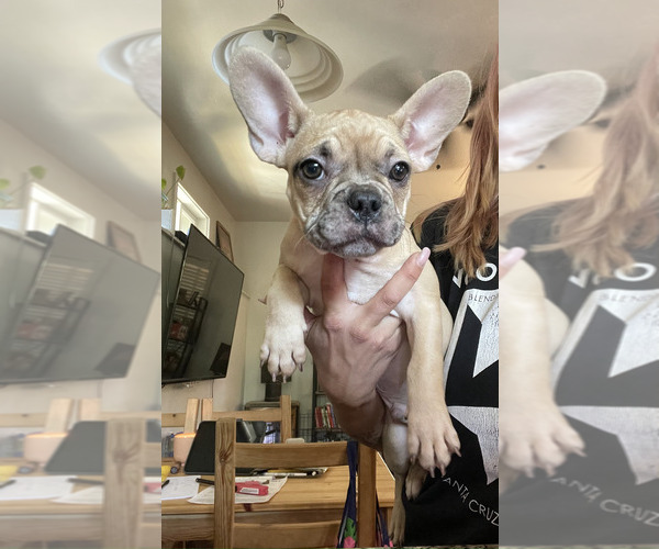 Medium Photo #5 French Bulldog Puppy For Sale in CORRALITOS, CA, USA