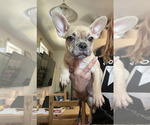 Puppy Popeye French Bulldog