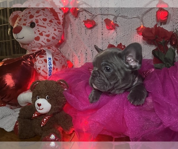 Medium Photo #5 French Bulldog Puppy For Sale in NEW BEDFORD, MA, USA