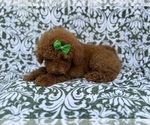 Small #6 Poodle (Miniature)