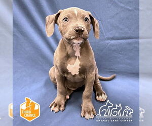 American Pit Bull Terrier-Unknown Mix Dogs for adoption in Irvine, CA, USA