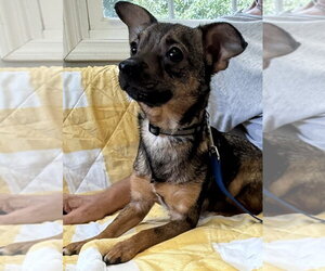 Chihuahua-Unknown Mix Dogs for adoption in Osgood, IN, USA
