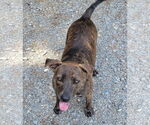 Small #1 Plott Hound Mix