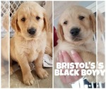 Small Photo #12 Golden Retriever Puppy For Sale in NASHVILLE, NC, USA