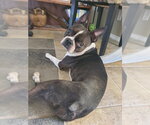 Small #1 Boston Terrier