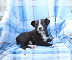 Miniature Australian Shepherd-Mutt Mix Puppy for sale in SHILOH, OH, USA