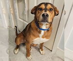 Small #1 Labrador Retriever Mix