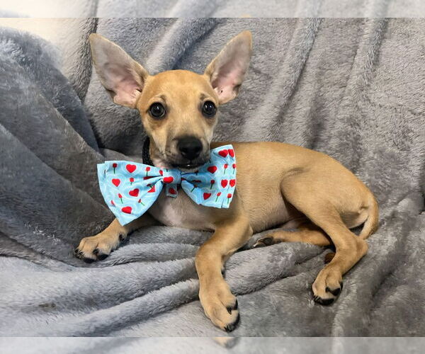 Medium Photo #2 Chiweenie Puppy For Sale in Ellijay, GA, USA