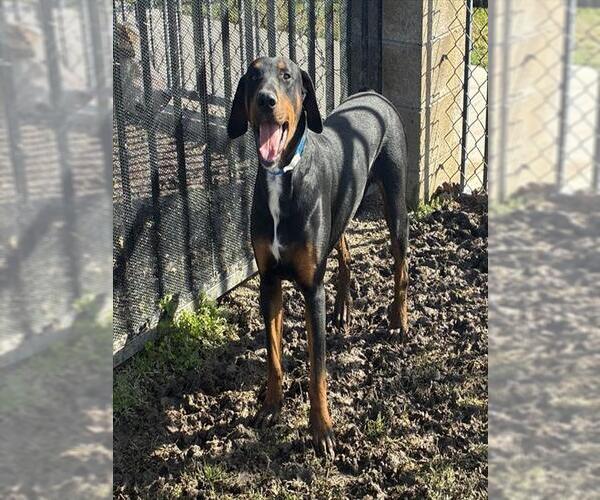 Medium Photo #1 Doberman Pinscher Puppy For Sale in Riverside, CA, USA