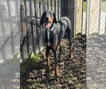 Small Doberman Pinscher