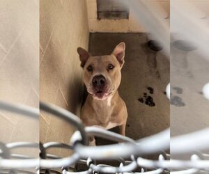 Staffordshire Bull Terrier-Weimaraner Mix Dogs for adoption in Chandler, AZ, USA