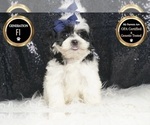 Small #5 Morkie