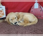 Small #3 Golden Retriever
