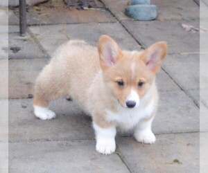 Medium Pembroke Welsh Corgi