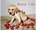 Puppy 2 Labrador Retriever