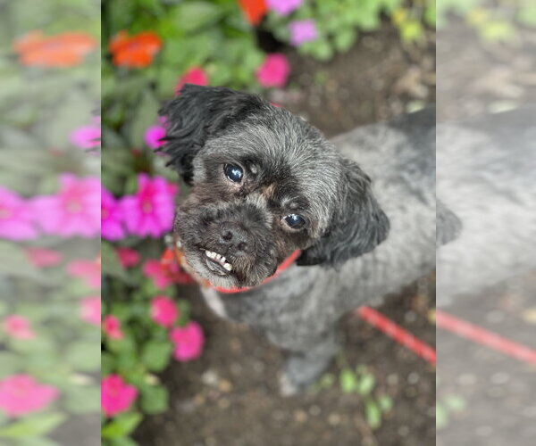 Medium Photo #6 Shih Tzu Puppy For Sale in Mount Laurel, NJ, USA