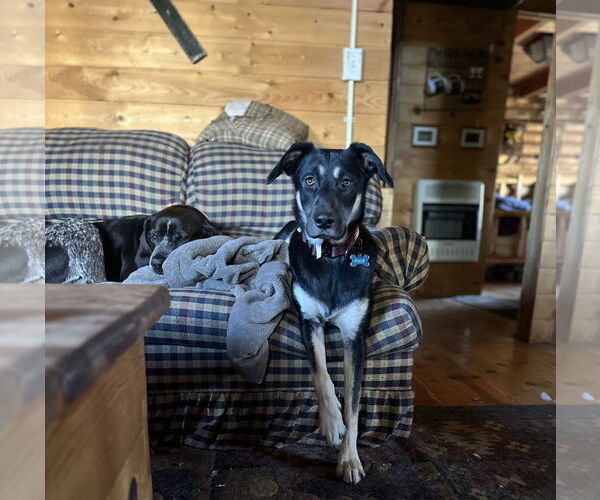 Medium Photo #4 German Shepherd Dog-Unknown Mix Puppy For Sale in Sandy, UT, USA