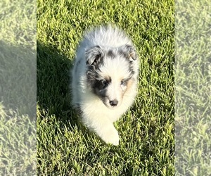 Shetland Sheepdog Puppy for sale in FORT MORGAN, CO, USA