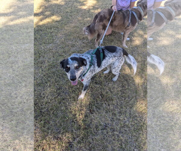 Medium Photo #2 Mutt Puppy For Sale in Chandler, AZ, USA
