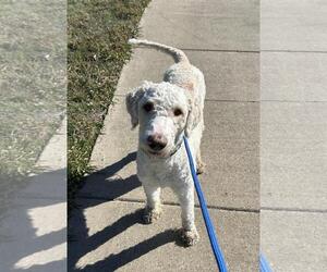 Labradoodle Dogs for adoption in Rockwall, TX, USA