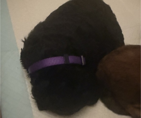 Medium Photo #64 Bernedoodle Puppy For Sale in MOULTON, AL, USA