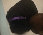 Small Photo #64 Bernedoodle Puppy For Sale in MOULTON, AL, USA
