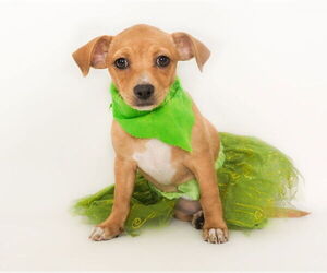 Mutt Dogs for adoption in phoenix, AZ, USA