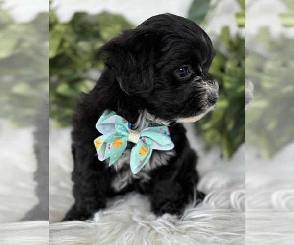 Medium Photo #12 Morkie Puppy For Sale in ROCK STREAM, NY, USA