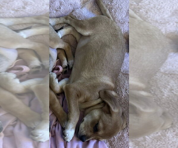 Medium Photo #3 Beagle-Unknown Mix Puppy For Sale in New York, NY, USA
