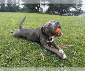 Mutt Dogs for adoption in Berkeley , CA, USA